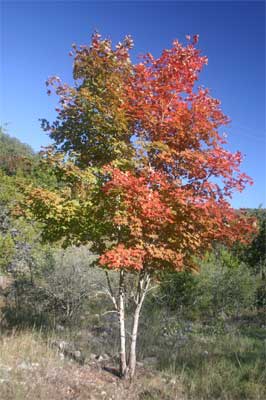Maple Tree